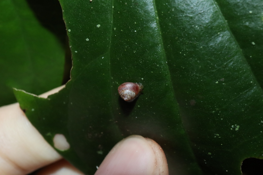 Wet Tropics Droplet-snail