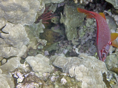 Sargocentron spiniferum