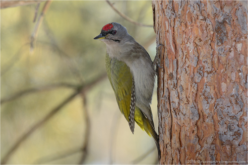 Grey-headed Woodpecker