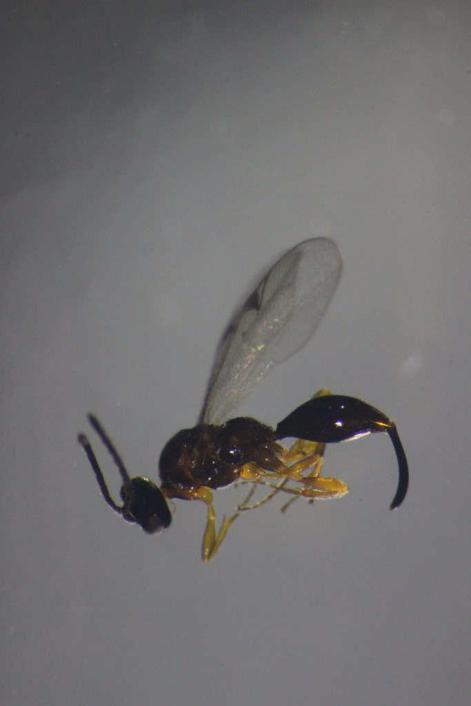 Oxyserphus baini
