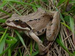 Rana macrocnemis