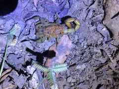 Centruroides elegans