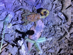 Centruroides elegans