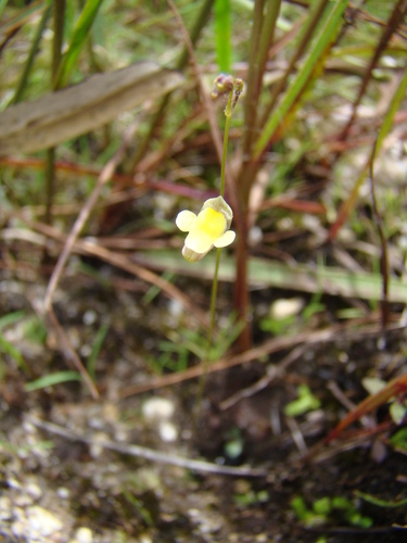 Genlisea filiformis (Genlisea filiformis)