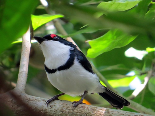 Black-throated Wattle-eye