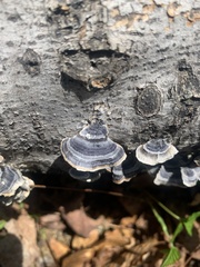 Trametes versicolor image