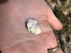 Trametes versicolor image