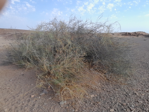 Image of Parkinsonia africana by no rights reserved