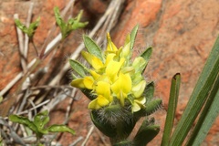 Leobordea foliosa