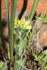 Leobordea foliosa