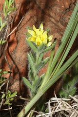 Leobordea foliosa