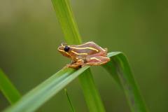 Hyperolius glandicolor