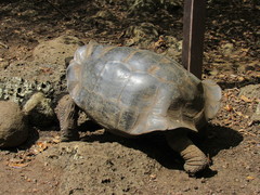 Chelonoidis niger chathamensis
