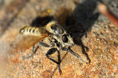 Polyphonius laevigatus