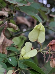 Serjania brachycarpa