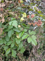 Serjania brachycarpa