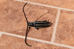 Sphaenothecus trilineatus