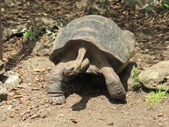 Chelonoidis niger chathamensis