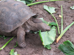 Chelonoidis niger chathamensis