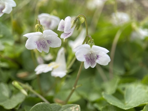 Viola verecunda iNat (2)