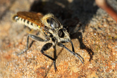 Polyphonius laevigatus