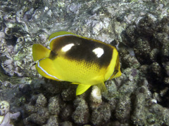 Chaetodon quadrimaculatus