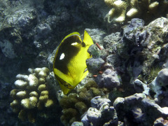 Chaetodon quadrimaculatus