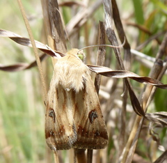 Heliothis scutuligera