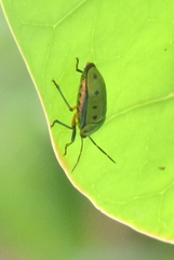 Calliphara