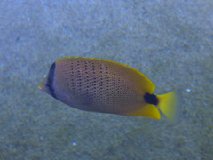 Chaetodon miliaris