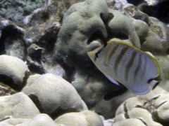 Chaetodon multicinctus