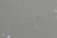 Zenarchopterus buffonis