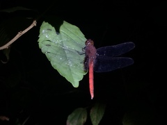 Erythemis mithroides