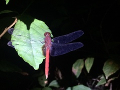 Erythemis mithroides