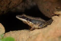 Indosylvirana nicobariensis