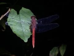 Erythemis mithroides