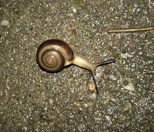 Asian Tramp Snail