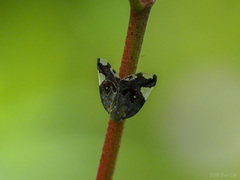 Ricania speculum
