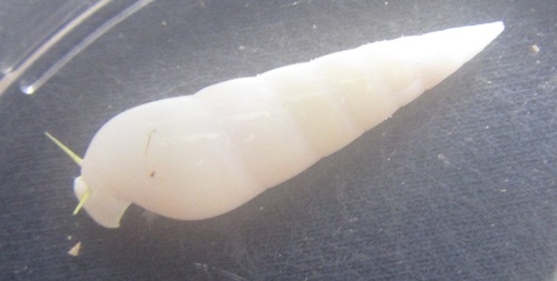 Melanella cumingii observed 2018-11-24