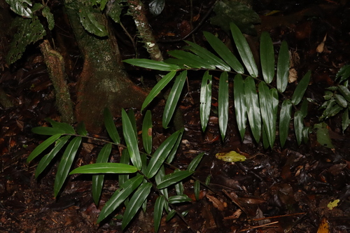 Image of Alpinia modesta by (c) Thomas Mesaglio, some rights reserved (CC BY)