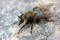 Laphria posticata
