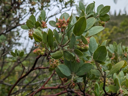 Image of Arctostaphylos nortensis by (c) David Anderson, some rights reserved (CC BY)