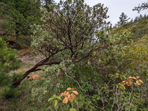 Image of Arctostaphylos nortensis by (c) David Anderson, some rights reserved (CC BY)