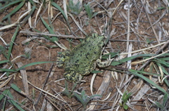 Anaxyrus debilis