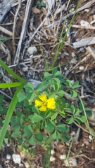 Oxalis macrantha