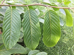 Magnoliopsida
