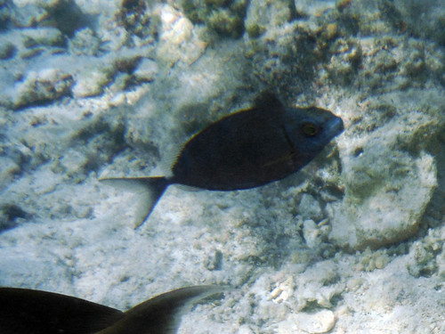 Siganus argenteus