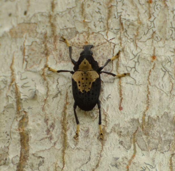 Stenocerus nigrotessellatus