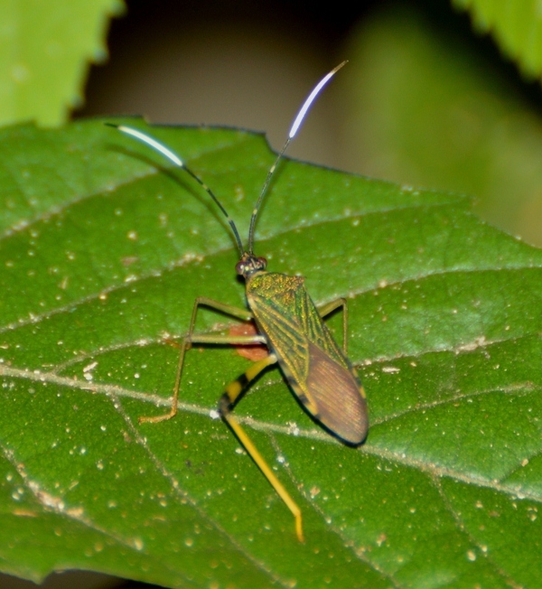 Petalops thoracicus