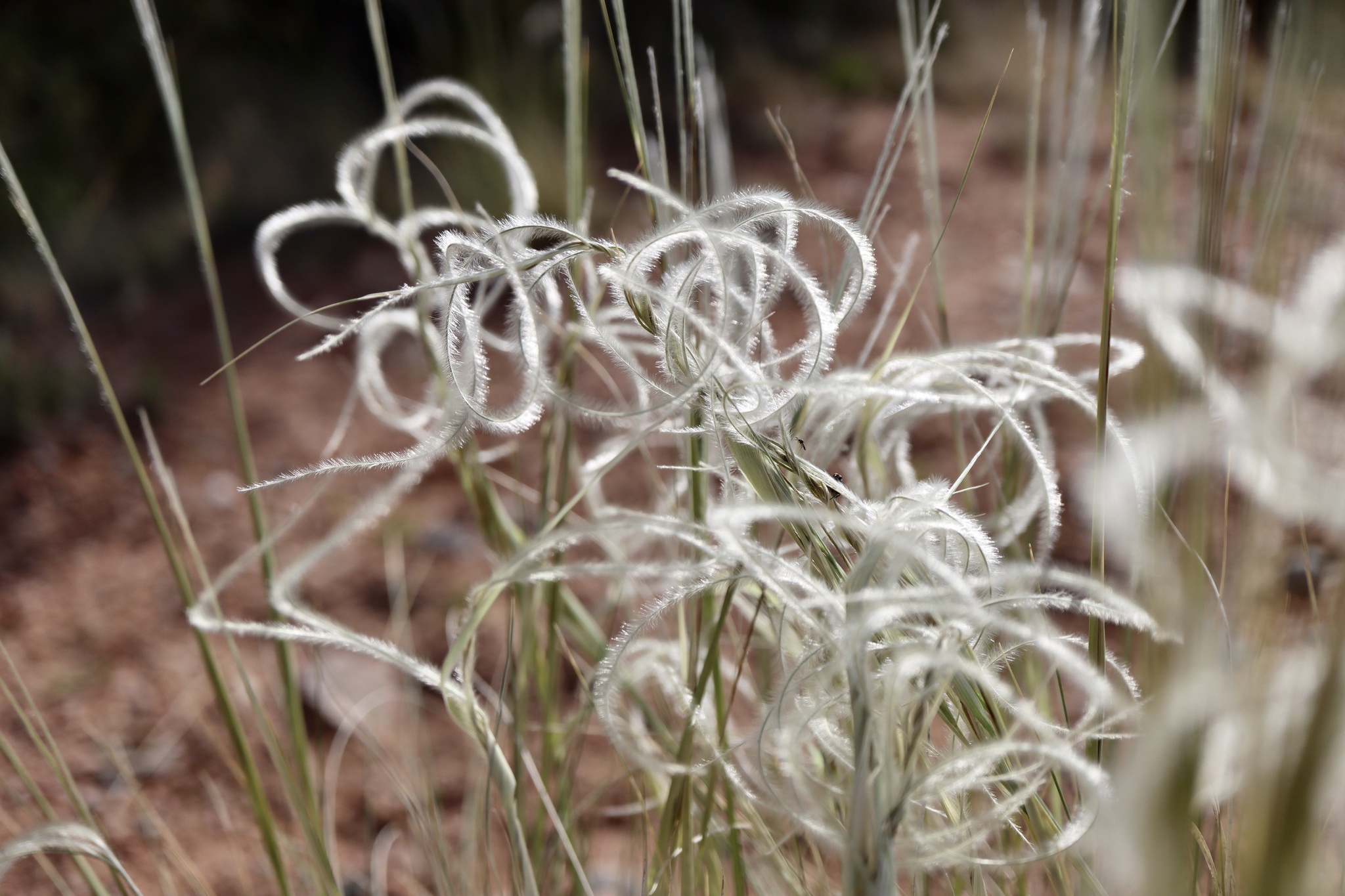 Hesperostipa neomexicana